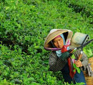 RSPO si UTZ- Certificarea lantului de furnizare responsabil