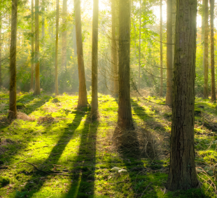 Auditor Extern PEFC – COC